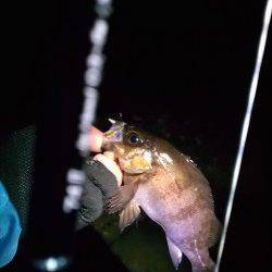 須磨エリアのテトラでメバリング、時合に狙い通り良型25cm！