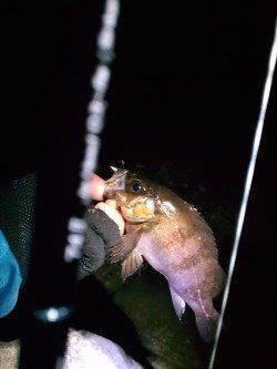 須磨エリアのテトラでメバリング、時合に狙い通り良型25cm！