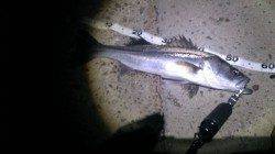 貝塚にてアフターシーバスをゲット！！