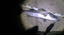 貝塚にてアフターシーバスをゲット！！