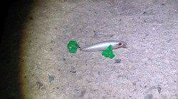 貝塚にてアフターシーバスをゲット！！