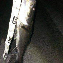 橋脚の明暗部で待望のヒット！貝塚周辺シーバス