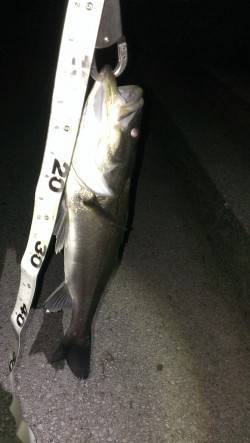 橋脚の明暗部で待望のヒット！貝塚周辺シーバ…
