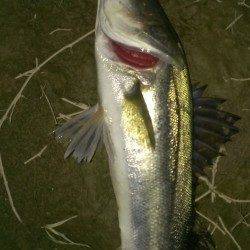 貝塚でシーバス50upと60upをキャッチ