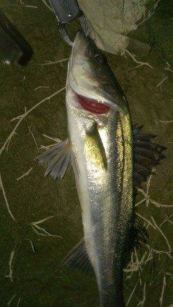 貝塚でシーバス50upと60upをキャッチ