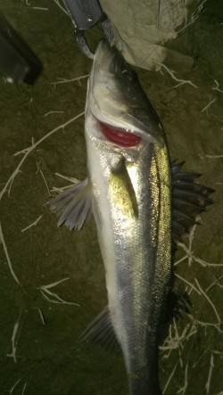 貝塚でシーバス50upと60upをキャッチ…