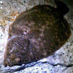 大潮の月を見ながらのんびり投げ釣り〜カレイをキャッチ(^o^)