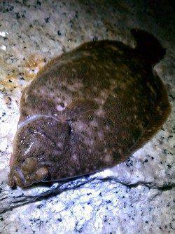 大潮の月を見ながらのんびり投げ釣り〜カレイをキャッチ(^o^)