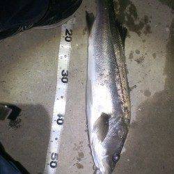 貝塚シーバス釣行　超デッドスローで待望のヒット！