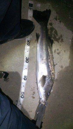 貝塚シーバス釣行　超デッドスローで待望のヒット！