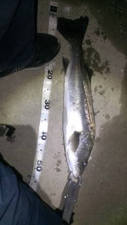 貝塚シーバス釣行　超デッドスローで待望のヒ…