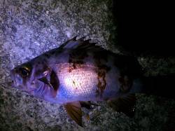 高砂エリアでメバリング、ぽつりぽつりとメバ…