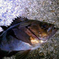 高砂エリアでメバリング、ぽつりぽつりとメバルが♪