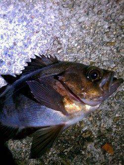 高砂エリアでメバリング、ぽつりぽつりとメバルが♪