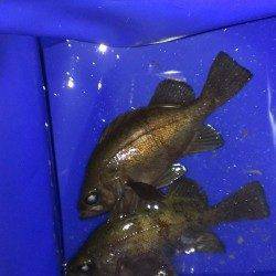 加太のメバリング〜バラした中に強い引きが・・・