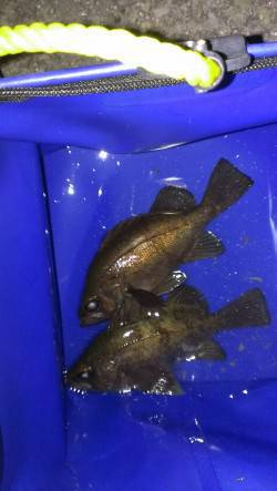 加太のメバリング〜バラした中に強い引きが・…