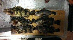 鳥取ノ荘でメバリング【タケノコメバル・メバル・ガシラ】