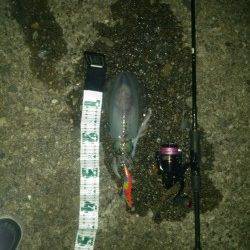 日置周辺でエギング、キロUP含む2ハイのアオリイカ