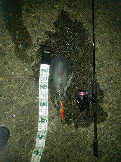 日置周辺でエギング、キロUP含む2ハイのアオリイカ