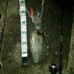 日置周辺でエギング、キロUP含む2ハイのアオリイカ