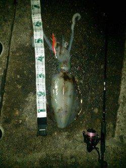 日置周辺でエギング、キロUP含む2ハイのアオリイカ