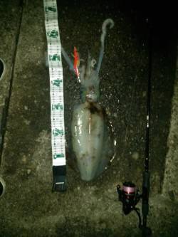 日置周辺でエギング、キロUP含む2ハイのア…