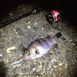 メタルジグでメバルのレンジを探ると3連続Hit！