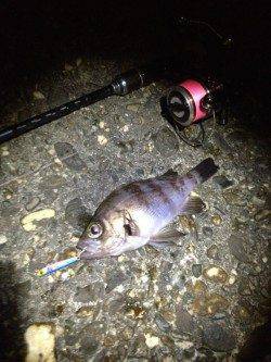 メタルジグでメバルのレンジを探ると3連続Hit！