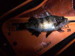 雨の中メバリングで青岸～加太～小島～淡輪ランガン