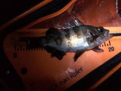 雨の中メバリングで青岸～加太～小島～淡輪ラ…