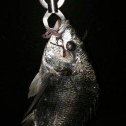 チニングでキビレの釣果、アタリは小さいです