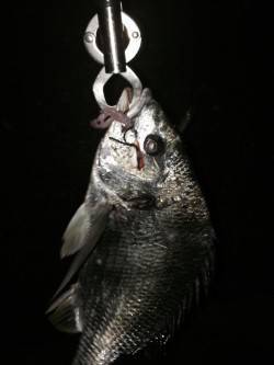 チニングでキビレの釣果、アタリは小さいです…