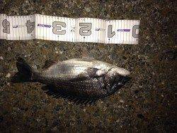 ★バチ抜け★汐見埠頭でルアーゲーム