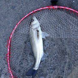 大阪南港のエビ撒き釣りでハネ2本セイゴ4本の釣果