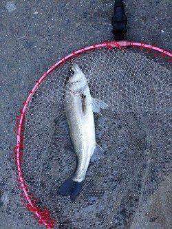 大阪南港のエビ撒き釣りでハネ2本セイゴ4本の釣果