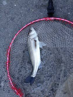 大阪南港のエビ撒き釣りでハネ2本セイゴ4本…