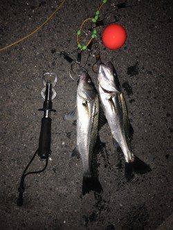 大阪南港のエビ撒き釣りでハネ2本セイゴ4本の釣果