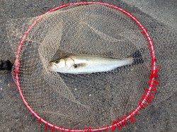 大阪南港エビ撒きハネ釣り〜アタリが連発で楽しめました！