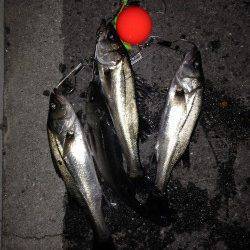 大阪南港エビ撒きハネ釣り〜アタリが連発で楽しめました！