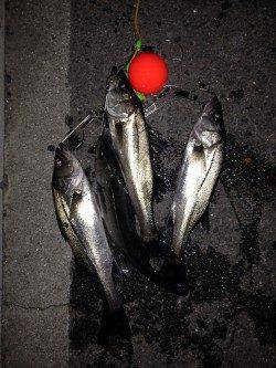 大阪南港エビ撒きハネ釣り〜アタリが連発で楽しめました！