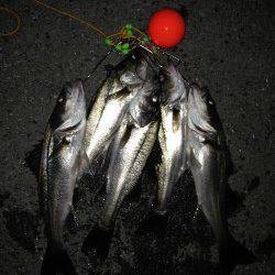 息子さんと２人で８匹の釣果！ 南港のエビ撒きハネ釣り