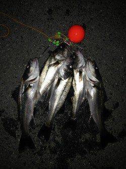 息子さんと２人で８匹の釣果！ 南港のエビ撒きハネ釣り