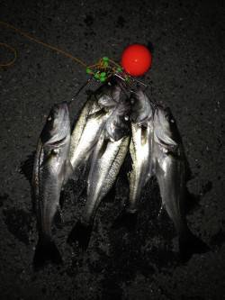 息子さんと２人で８匹の釣果！ 南港のエビ撒…