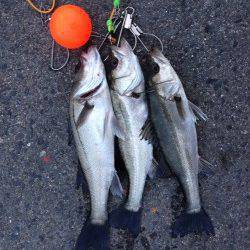 大阪南港でエビ撒きハネ釣り、開始早々アタリ連発!