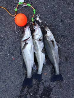 大阪南港でエビ撒きハネ釣り、開始早々アタリ…