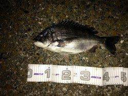 泉大津エリアでシーバス狙い〜真チヌがきました