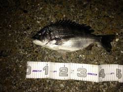 泉大津エリアでシーバス狙い〜真チヌがきまし…