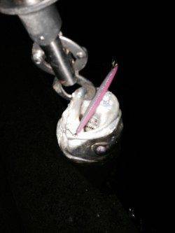 アフターシーバス楽しいです♪