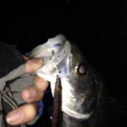 貝塚でシーバス、表層をスローリトリーブでガツン