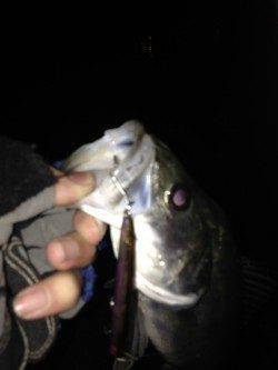 貝塚でシーバス、表層をスローリトリーブでガツン